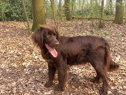 beere meesenburg
