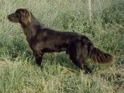 graf nelha